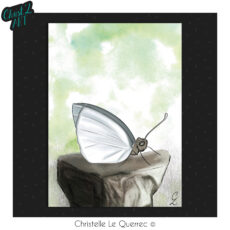 Papillon carte illustrée Christ'L art Christelle Le Querrec